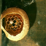 Hornet nest with larvae