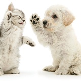 Woodle puppy and kitten boxing