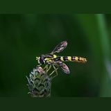 Hoverfly on plantain