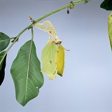 Brimstone butterfly emerging from pupa
