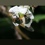 Volucella hoverfly on bramble