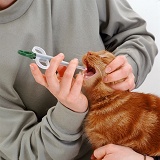 Giving tablet to an adult ginger cat using a pill giver