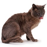 Cat with intractable ringworm lesions