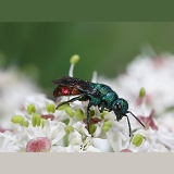 Ruby-tail Wasp on hogweed