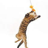 Bengal female cat leaping for a cat-fishing toy