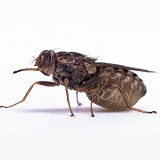 Tsetse Fly with lava in its abdomen