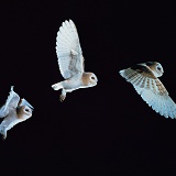 Barn owl flying multiple exposure