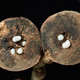 Oak Marble Gall, sectioned to show wasp larvae