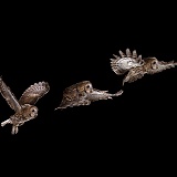 Tawny Owl flight sequence