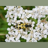 Spotted Longhorn Beetle on yarrow