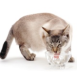Siamese-cross cat drinking water from a bowl
