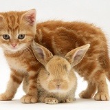 Ginger kitten and baby fawn rabbit