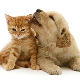 Golden Retriever pup licking ginger kitten's ear
