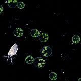 Volvox protozoa and Water Flea