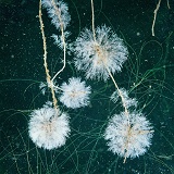 Protozoa colonies on duckweed roots