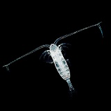 Marine planktonic copepod