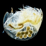 Water Flea female carrying eggs