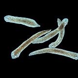 Group of freshwater Flatworms