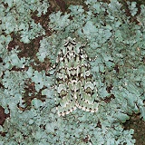 Merveille du Jour moth  camouflaged on lichen
