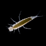 Larva of Water Beetle