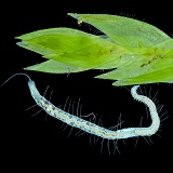 Freshwater worm and young worms