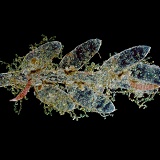 Marine diatom on Bryozoan