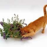 Ginger cat sniffing catmint