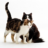 Tabby-and-white cat rubbing against black-and-white cat