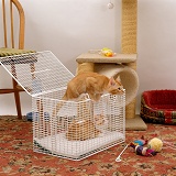 Two ginger kittens coming out of a cat carrier