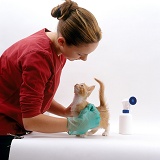 Owner treating ginger kitten with flea spray