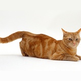 Ginger tabby female cat in lordosis