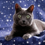 Grey cat on starry material