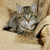 Female tabby kitten on chair