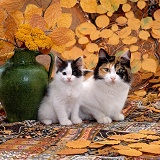 Cat and kitten vase and autumnal leaves