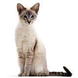 Blue tabby-point Siamese male cat