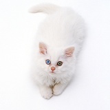 Odd-eyed white Persian-cross kitten looking up