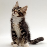 Tabby-and-white kitten sitting looking up