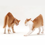 Kittens in arched back play-fight posture