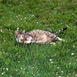 Pregnant tabby female cat lying on grass