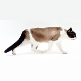 Seal-point Snowshoe cat in submissive posture