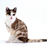 Chocolate-tortoiseshell-and-white cat