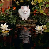 White cat watching Goldfish in garden pond