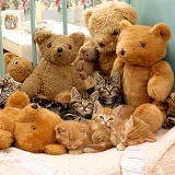 Five sleepy kittens in cot with teddy bears