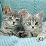 Two blue tabby kittens, 8 weeks old
