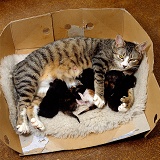 Polydactyl cat suckling kittens