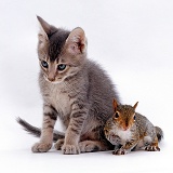 Grey kitten interacting with baby Grey Squirrel