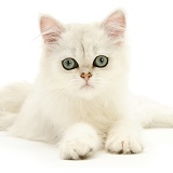 Chinchilla cat