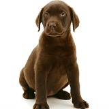 Chocolate Labrador Retriever pup