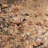 Bulldog ant