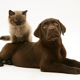 Chocolate Retriever pup with chocolate kitten